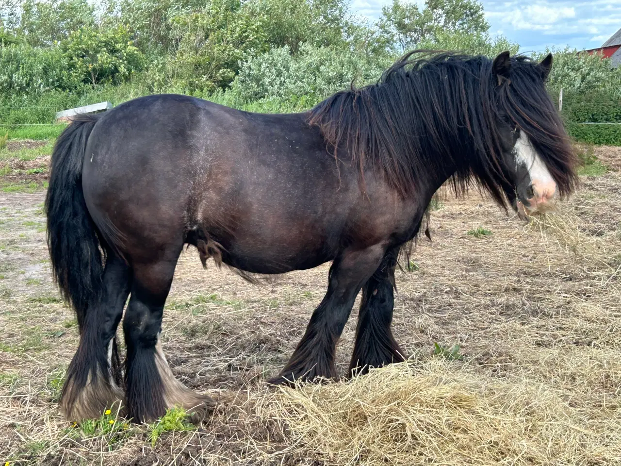 Billede 12 - Super skøn lille irish cob hoppe sælges 