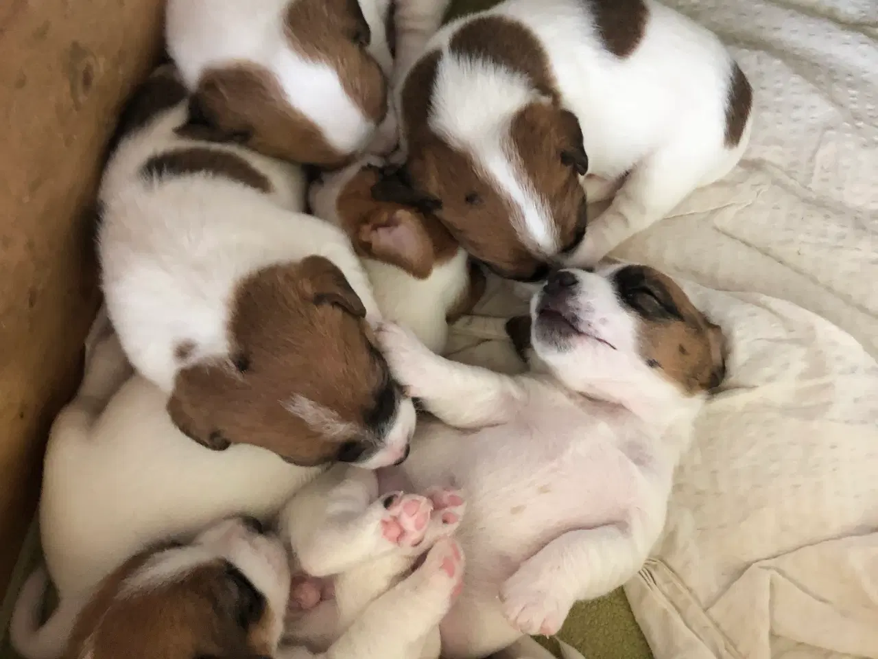Billede 12 - Jack Russell Terrier