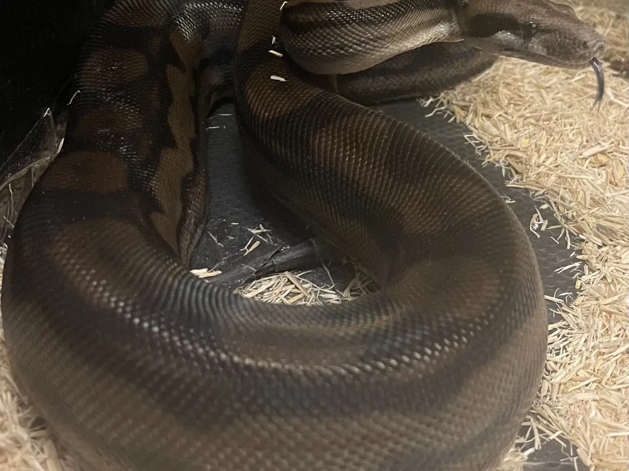 Billede 1 - Konge boa dreng 