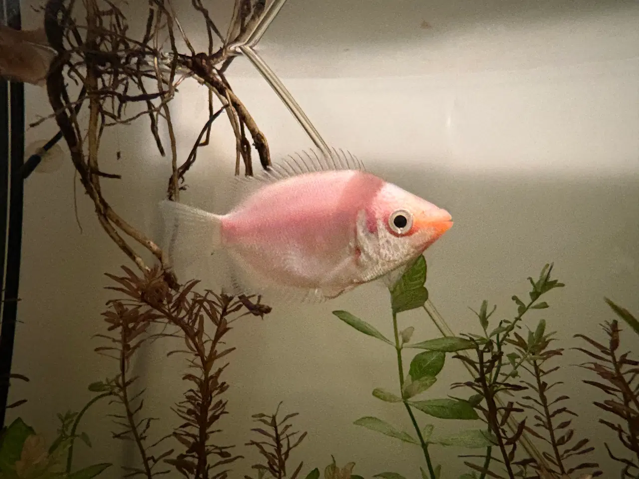 Billede 1 - Kyssegurami søger ny balje