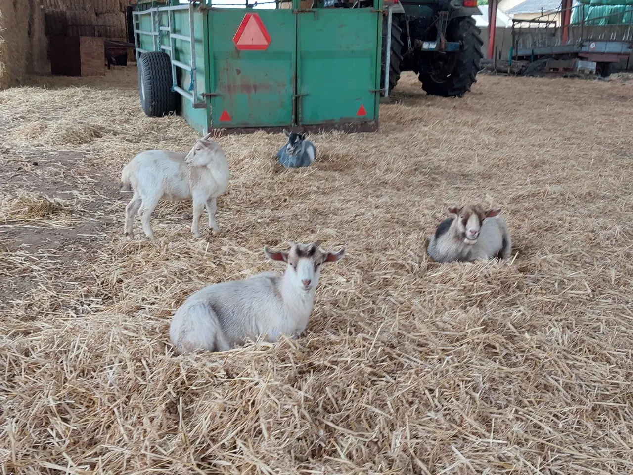Billede 1 - Gedekid fra marts måned