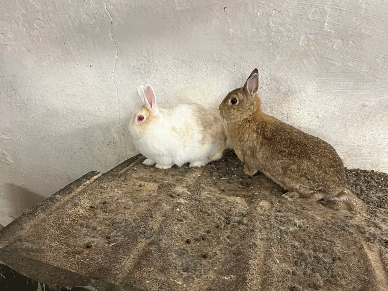 Billede 4 - Kaniner bortgives