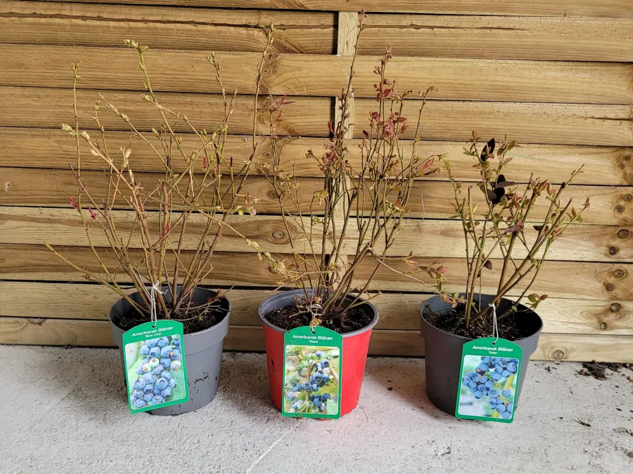 Billede 2 - Blåbær 3 stk