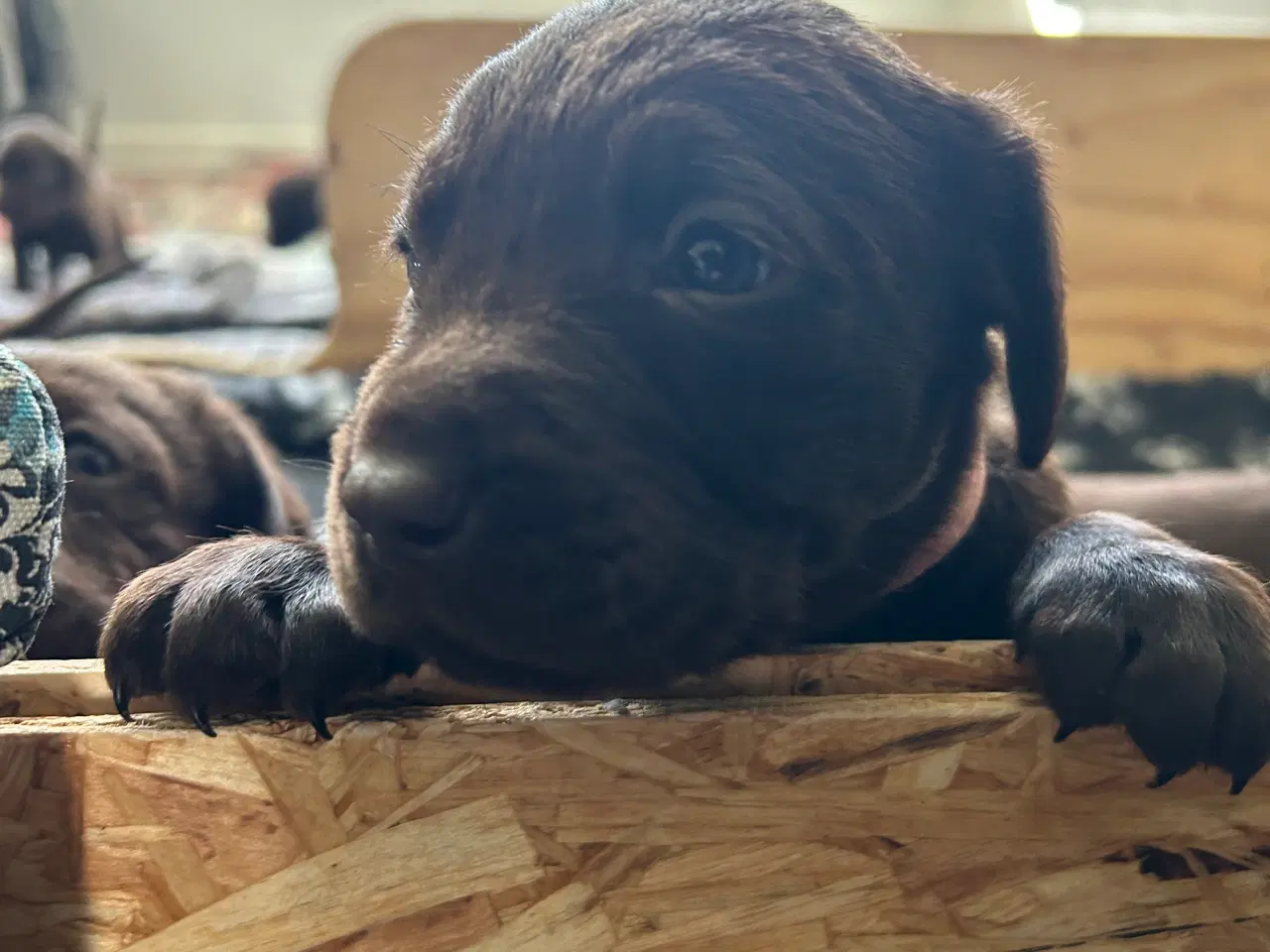 Billede 6 - Brune labradorhvalpe - den gammeldags slags sælges