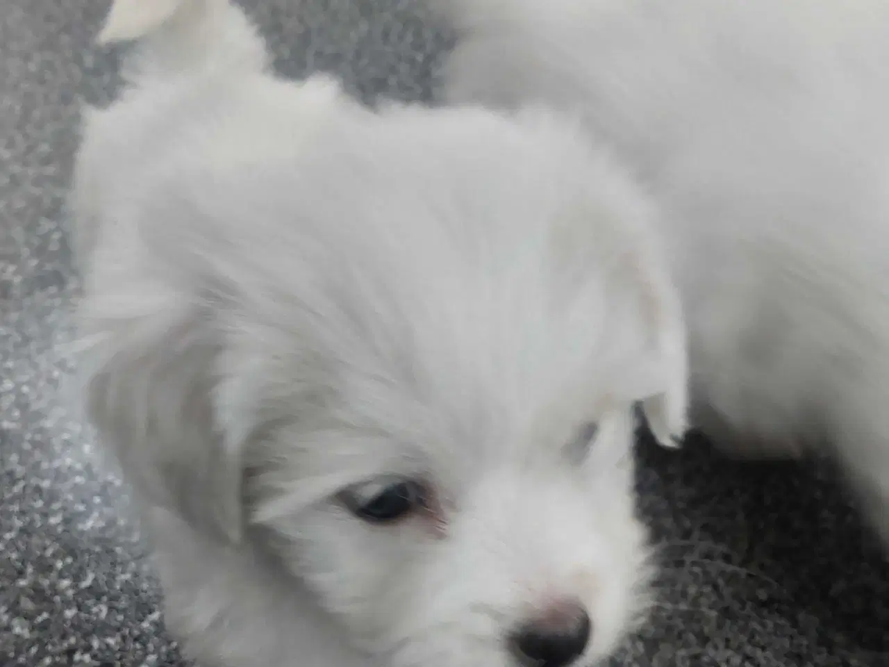 Billede 6 - Coton de tulaer