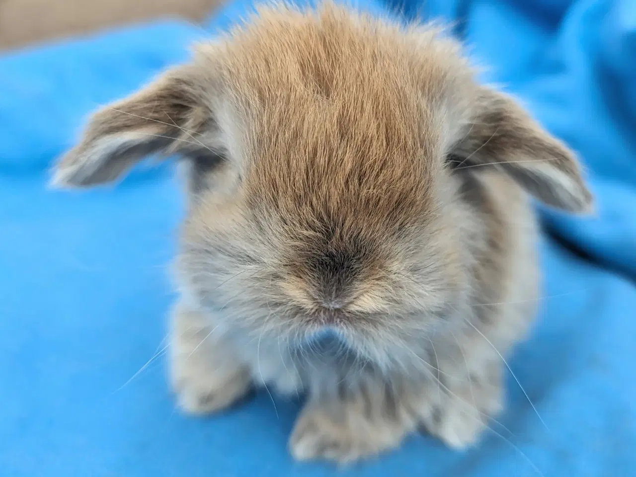 Billede 3 - Minilop kaninunge sælges 