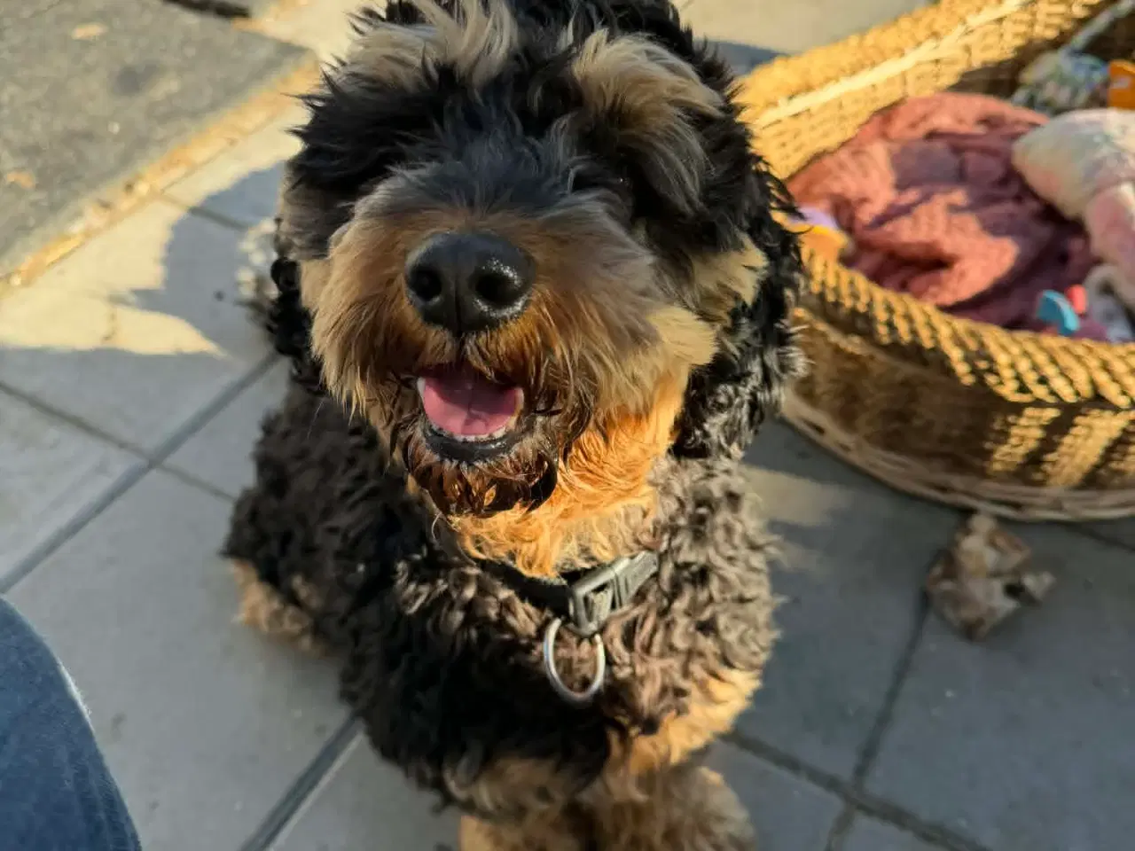 Billede 7 - 🐾 Balder søger sit nye for-ever hjem 🐾