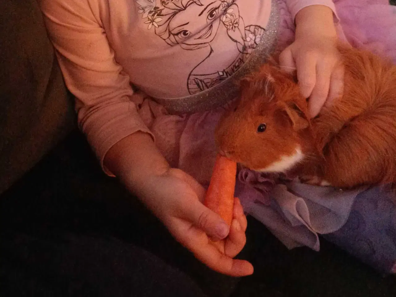 Billede 2 - Baloo søger kærligt hjem