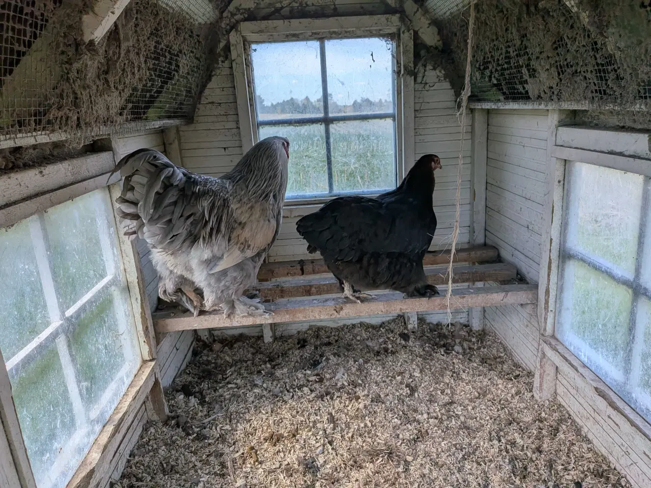 Billede 2 - 1.4 hygge høns til haven