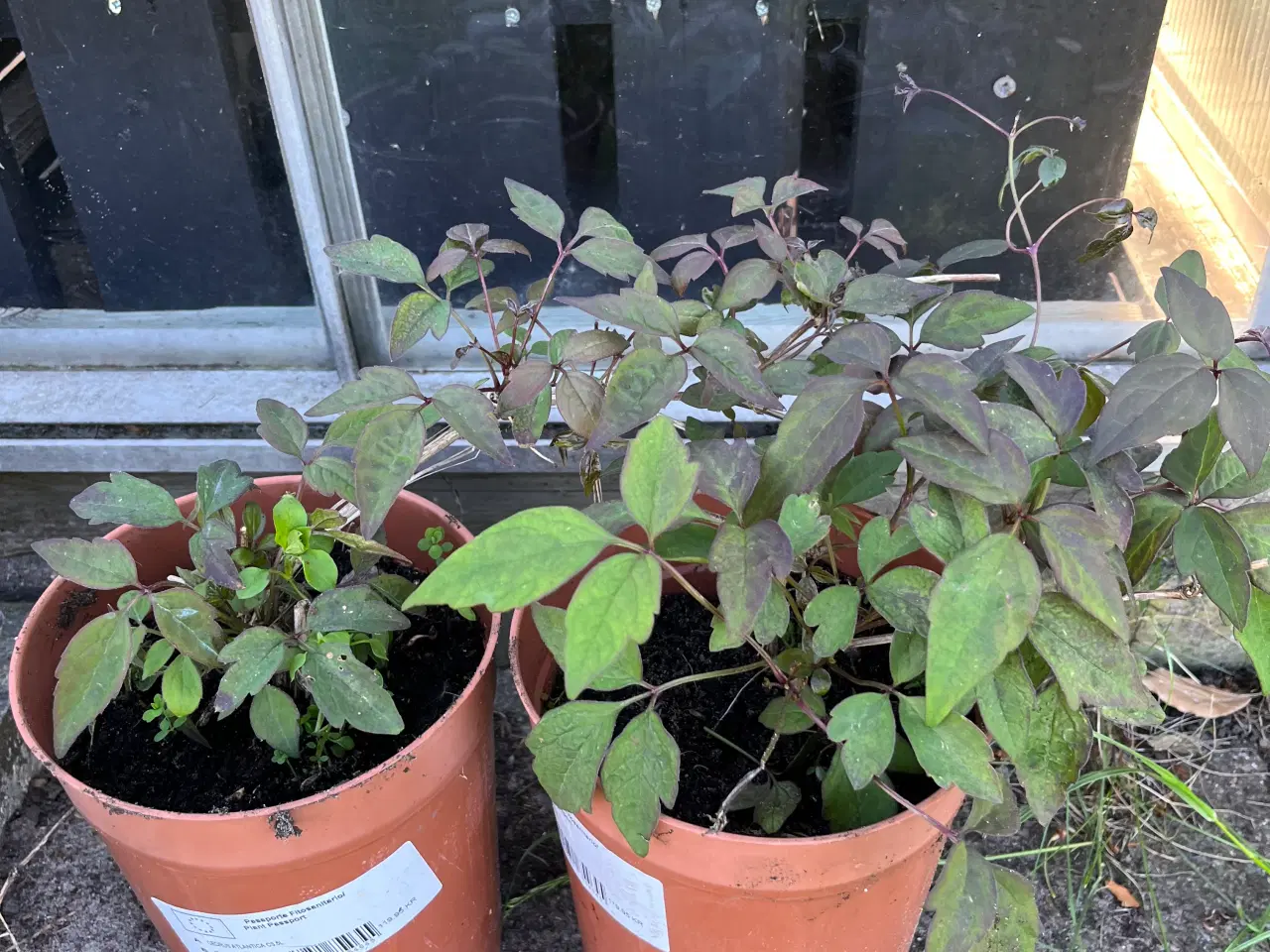 Billede 1 - Clematis