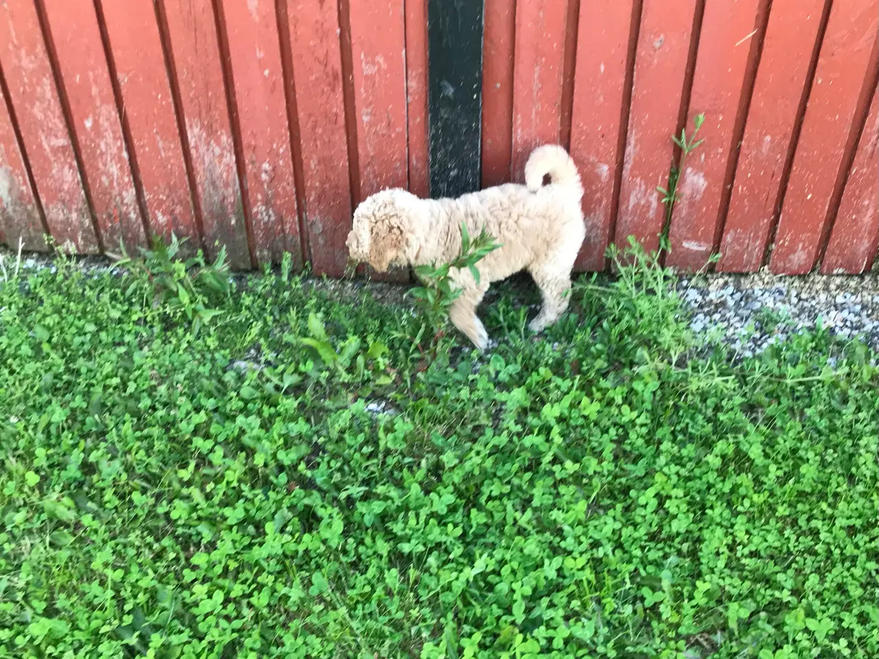 Billede 5 - Mellem labradoodle hvalpe Multigen