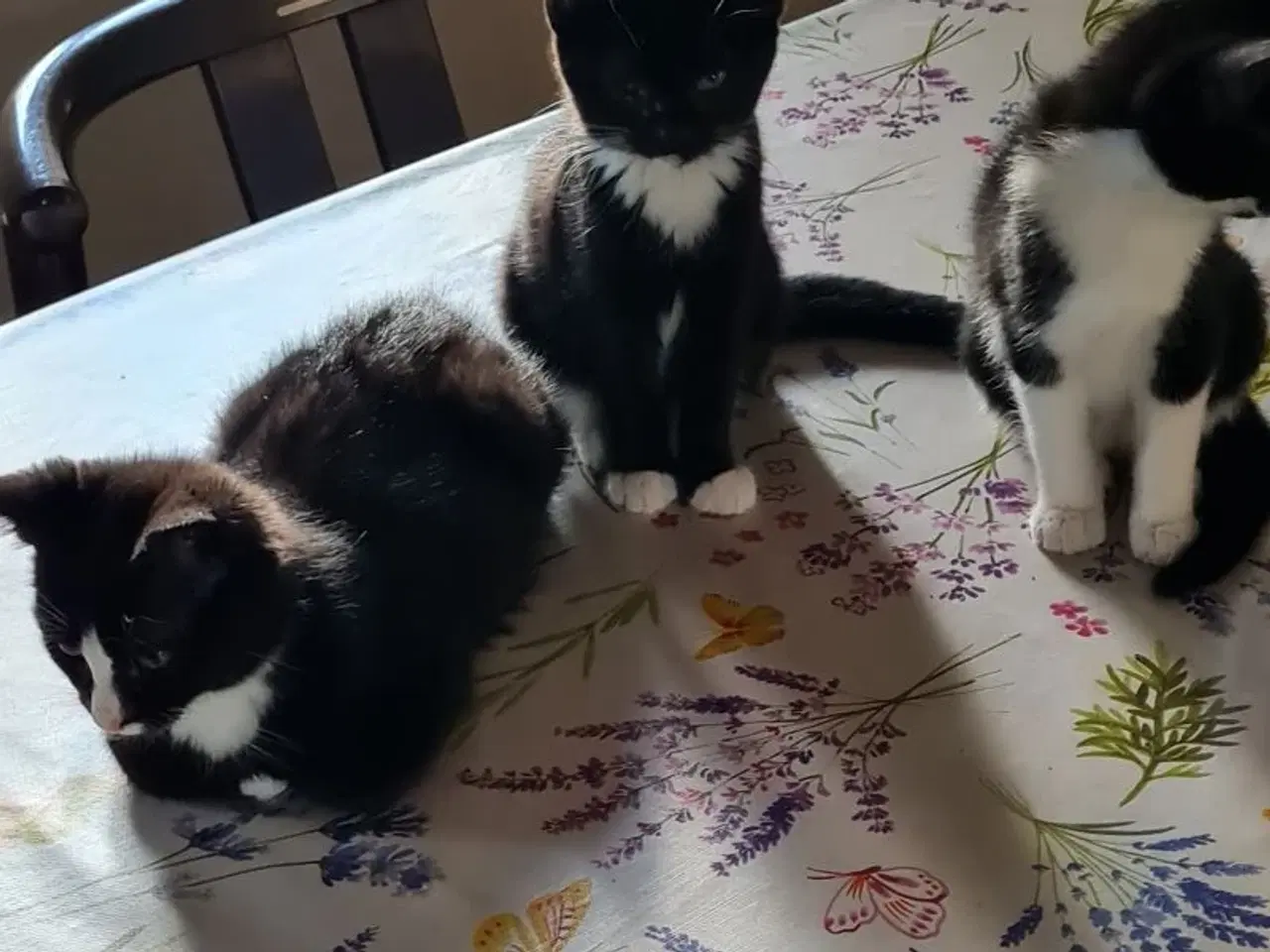 Billede 9 -  Katte killinger