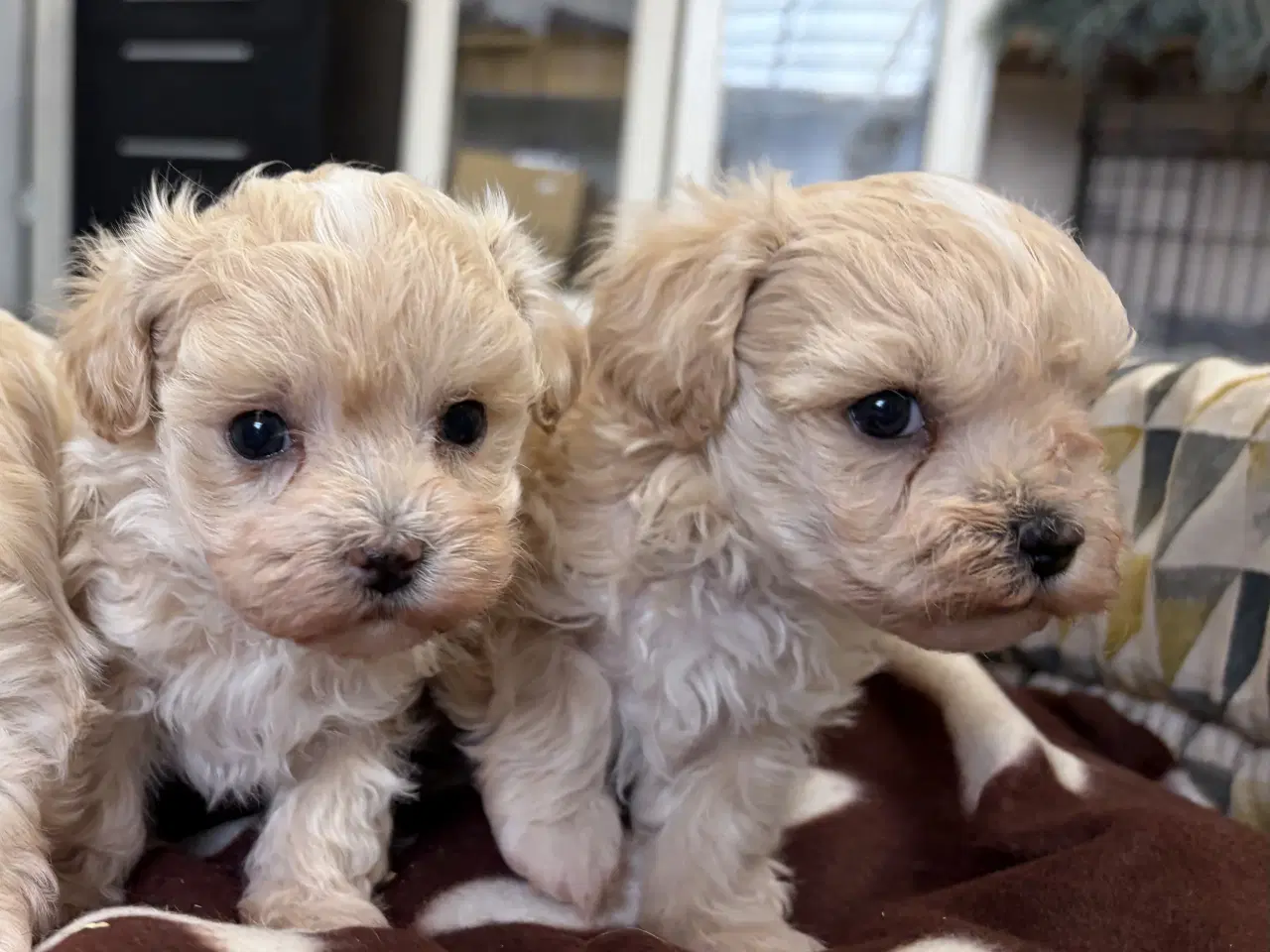 Billede 8 - Mini Maltipoo babyer 