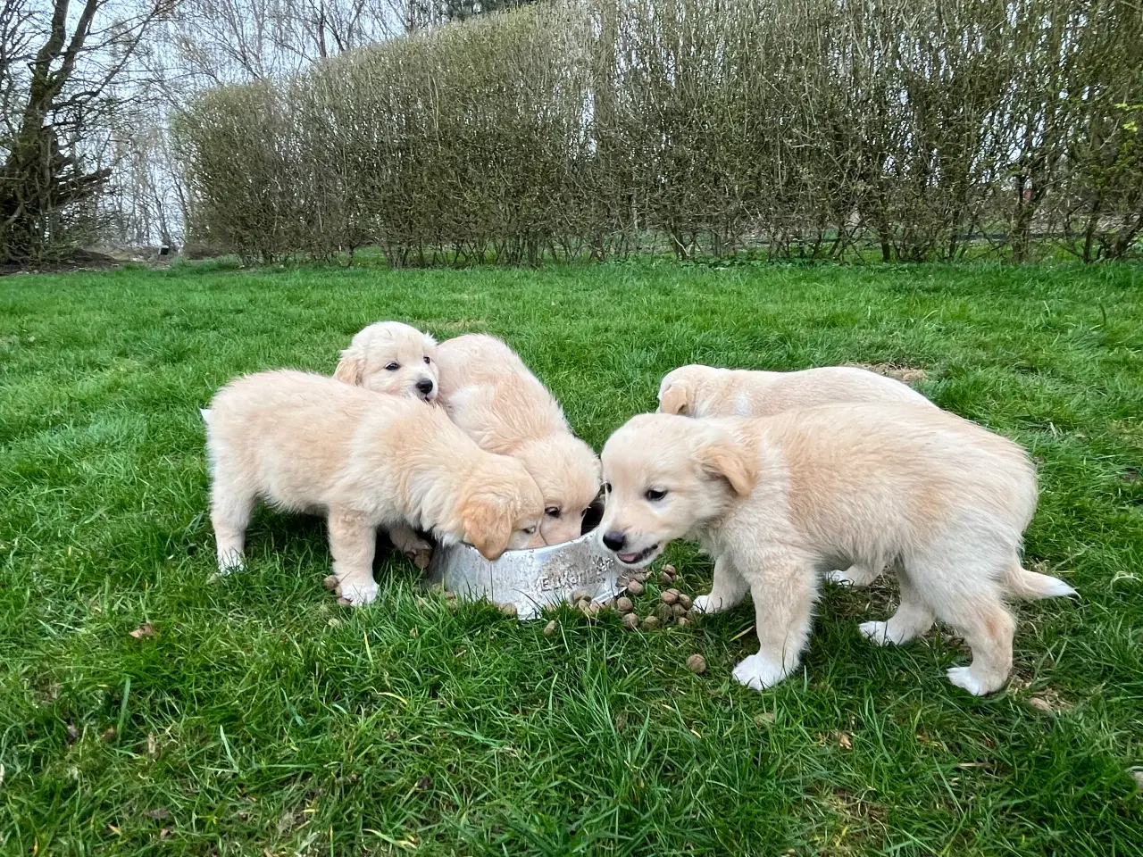 Billede 3 - 5 unikke blandingshvalpe sælges