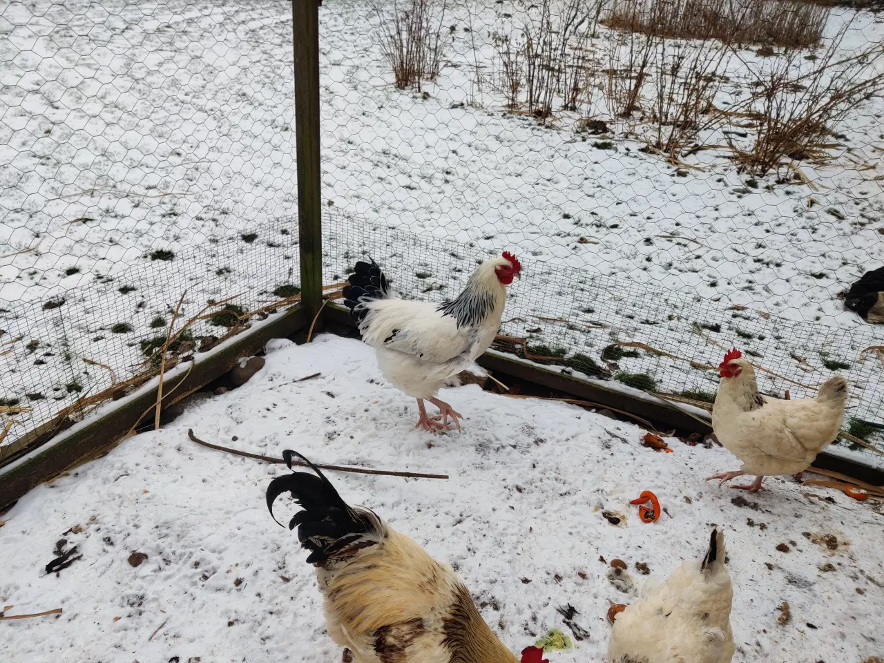 Billede 1 - Lys Sussex