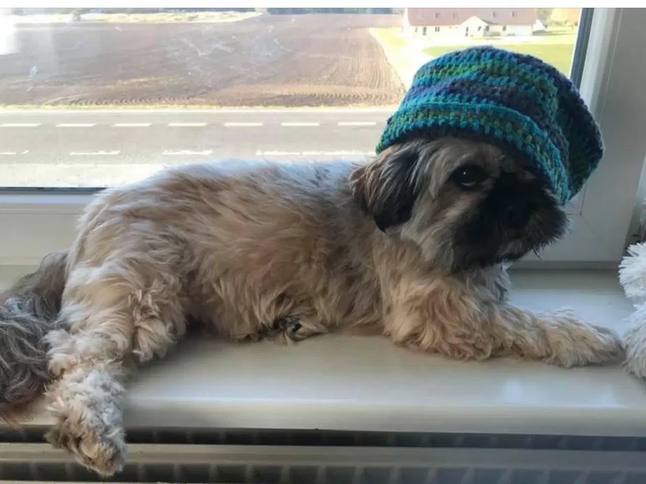 Billede 3 - Shih tzu hvalpe 