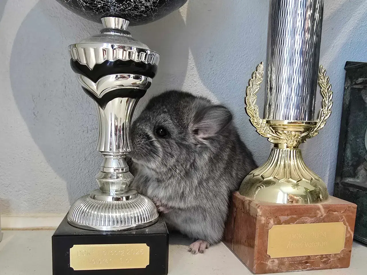Billede 6 - Chinchilla unge
