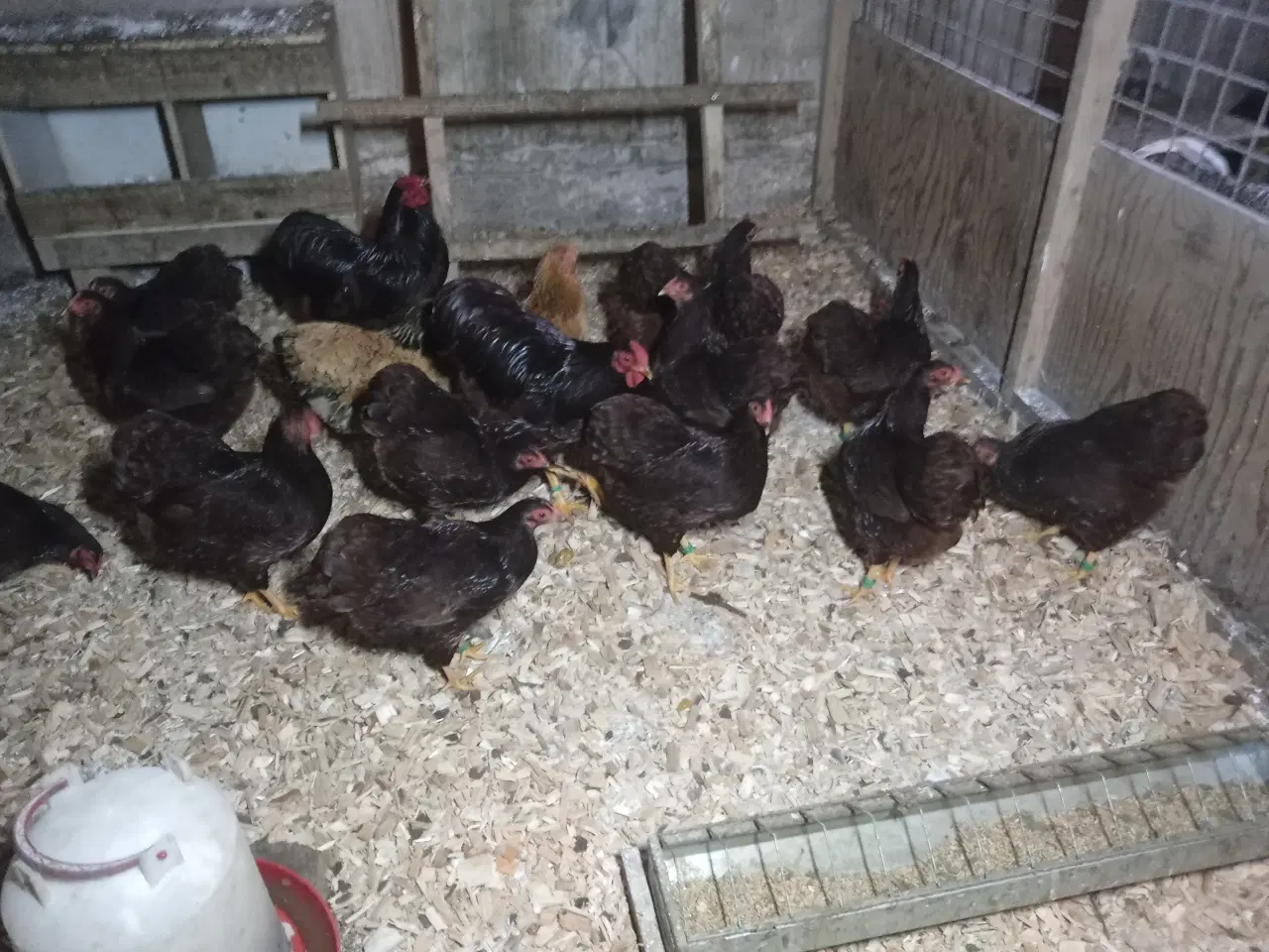 Billede 7 - Dværghøns