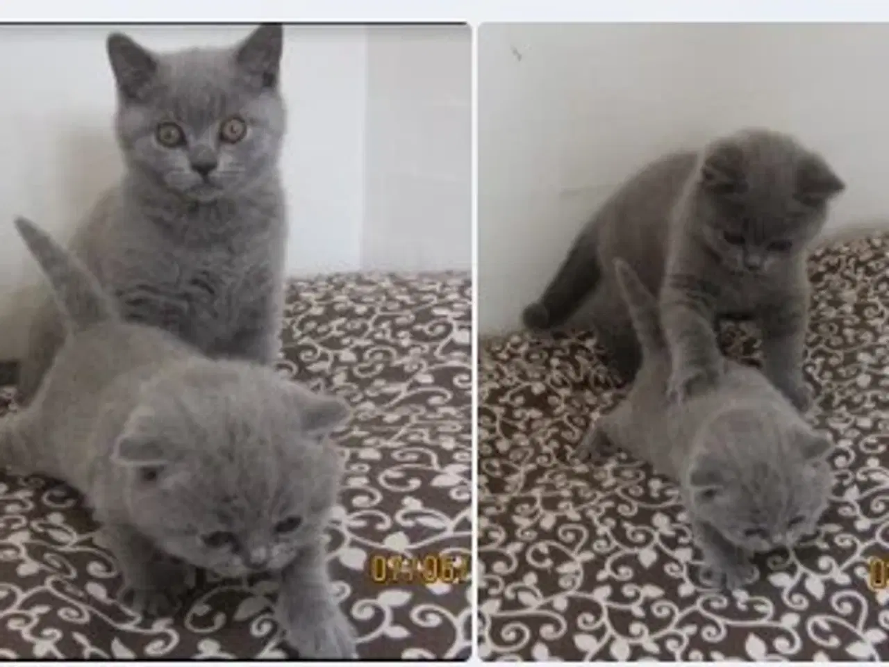 Billede 11 - DK Færge`s Bente efter gamle klassiske  blå linjer