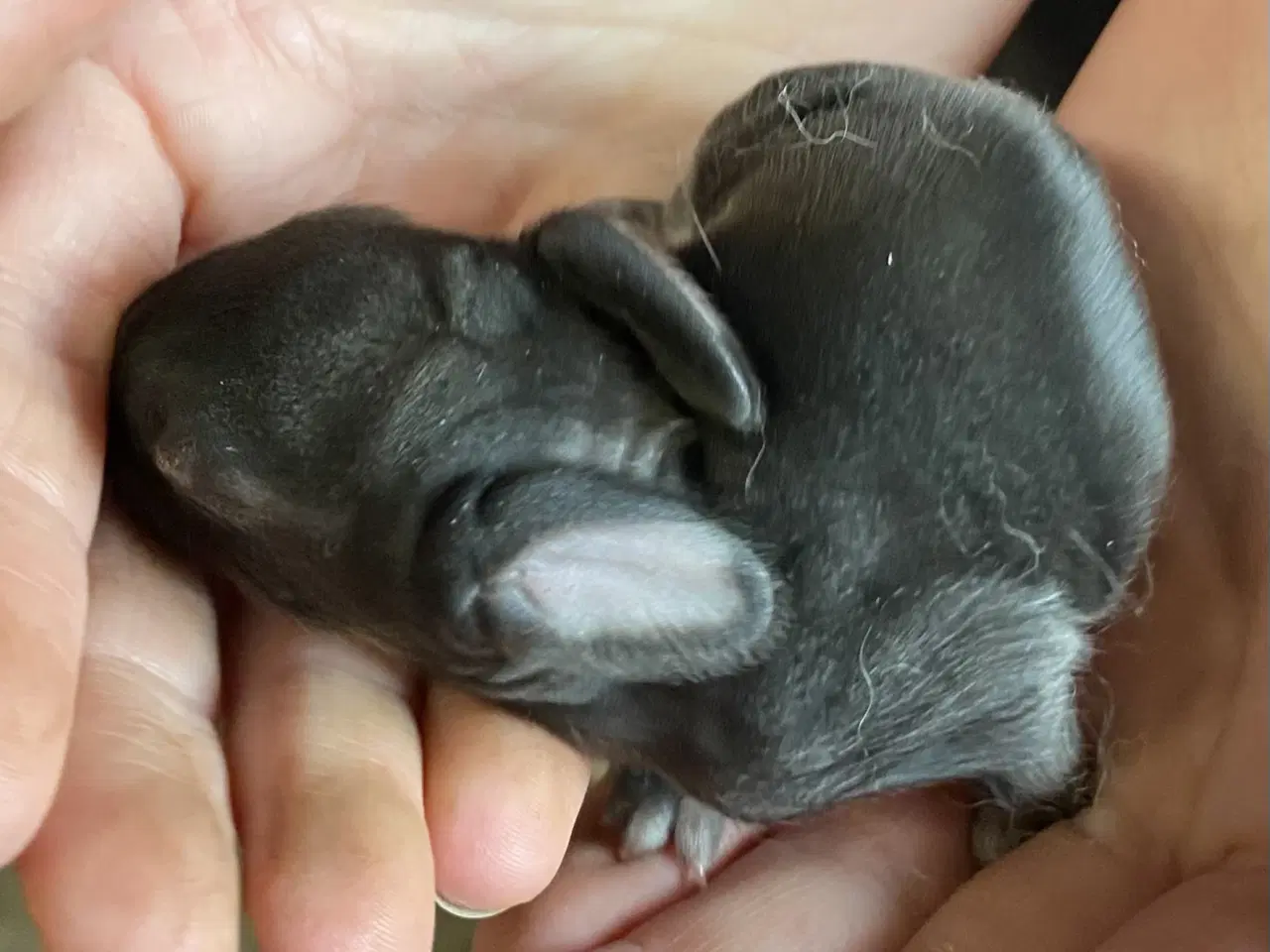 Billede 1 - FRANSK VÆDDER HAN CHINCHILLA