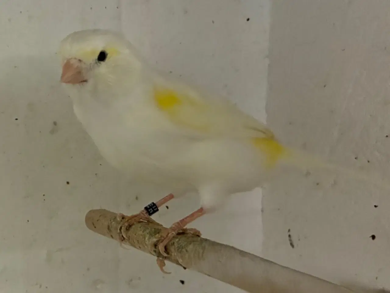 Billede 4 - Gul Mosaik