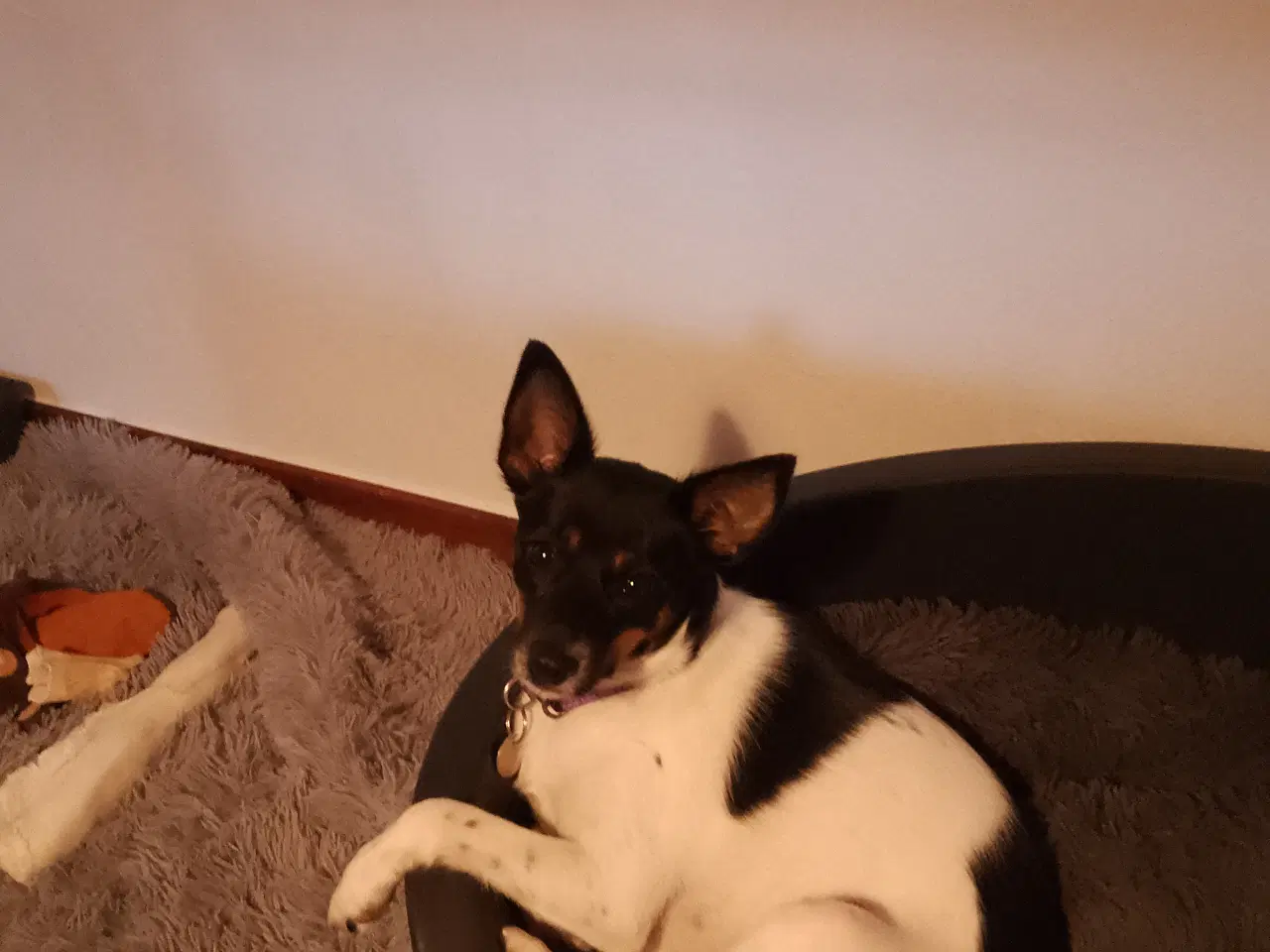 Billede 4 - Blandings hund