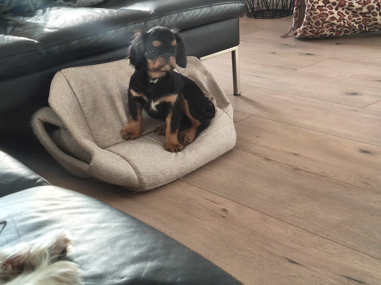 Billede 2 - Skøn King Charles Spaniel 