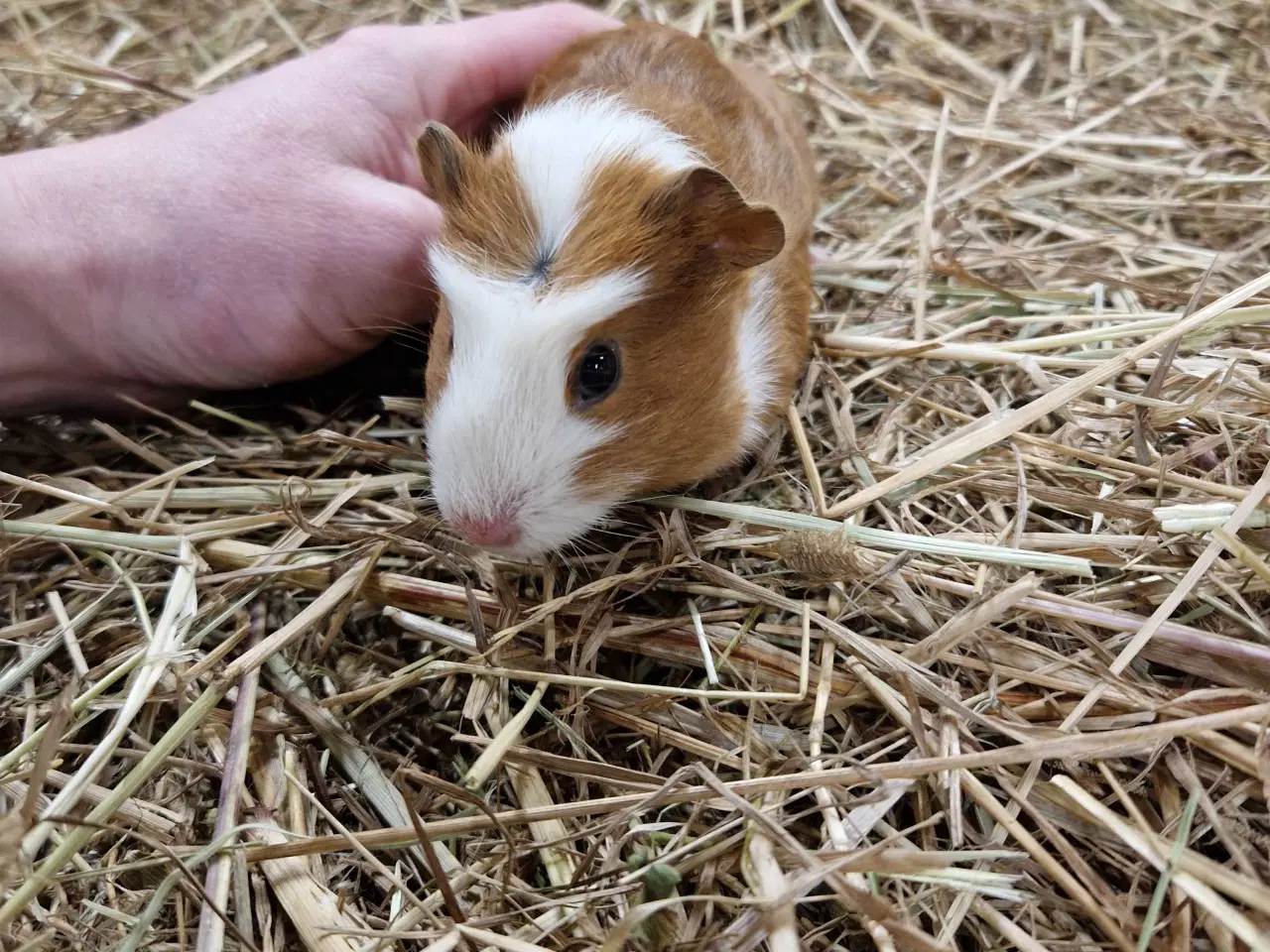 Billede 1 - Marsvin han unge