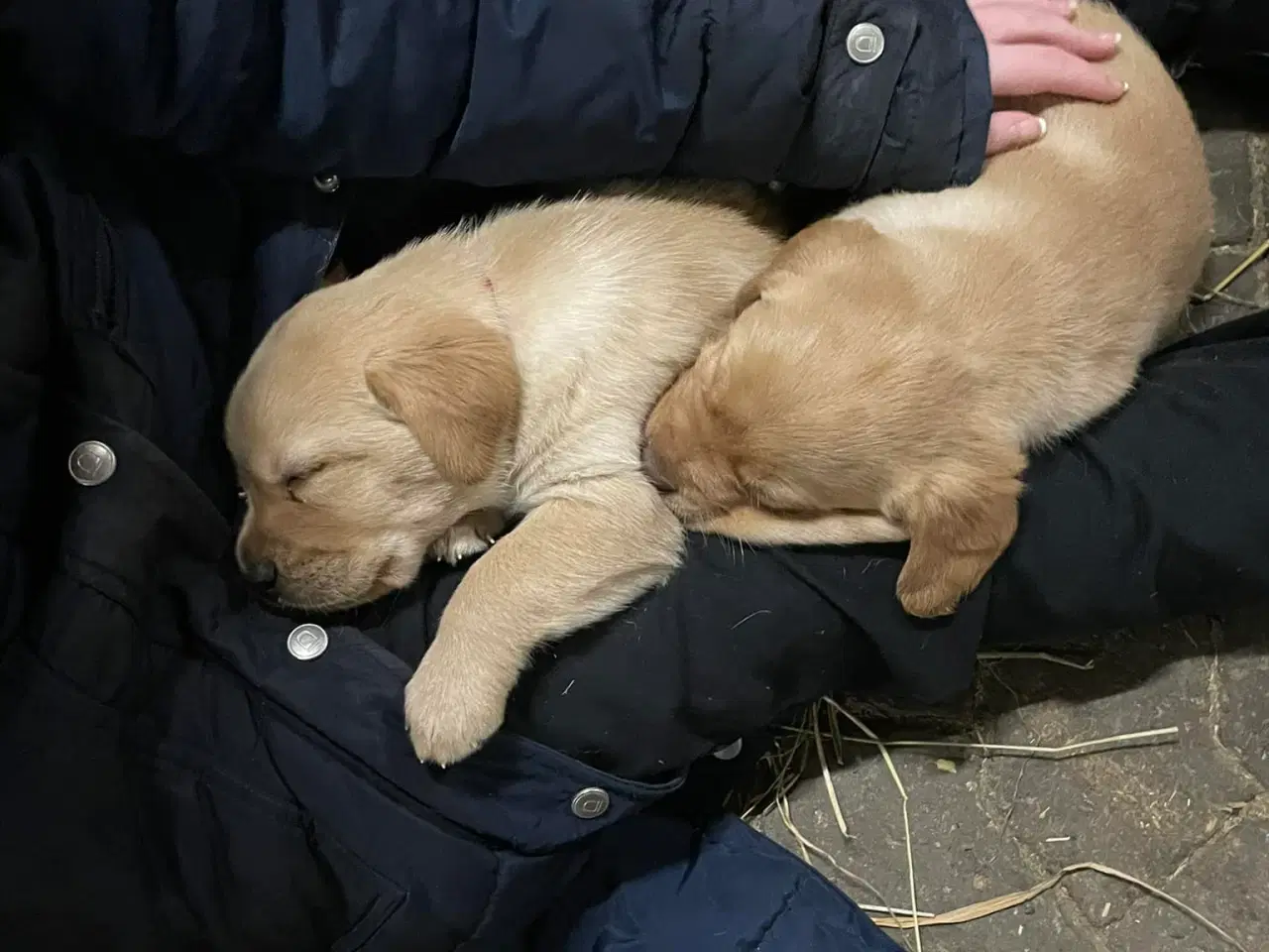 Billede 7 - Fantastiske Labrador og Retriver hvalpe 