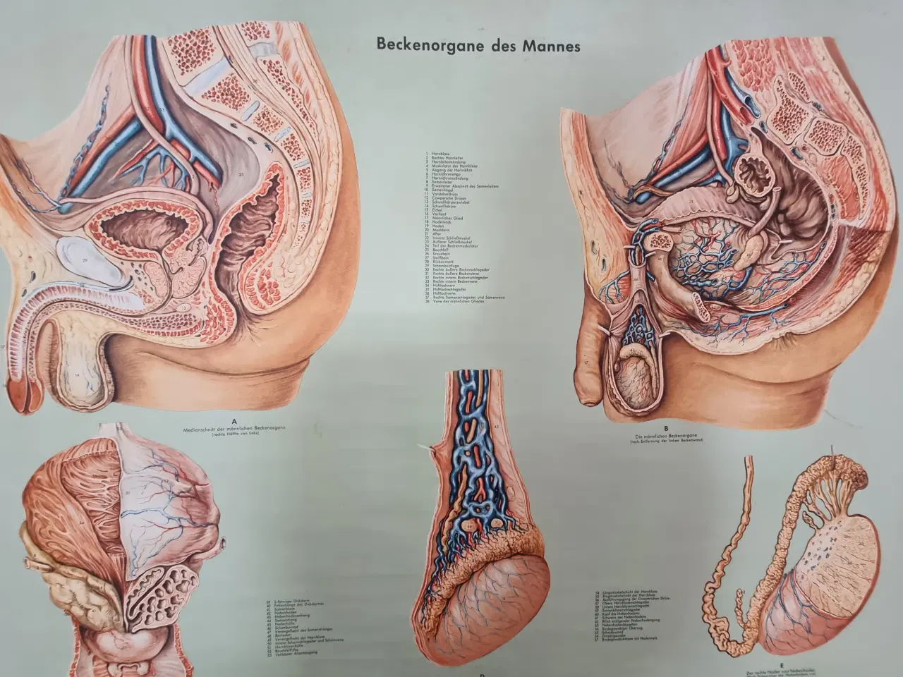 Billede 2 - Gammel anatomi plakat mandlig kønsorgan 