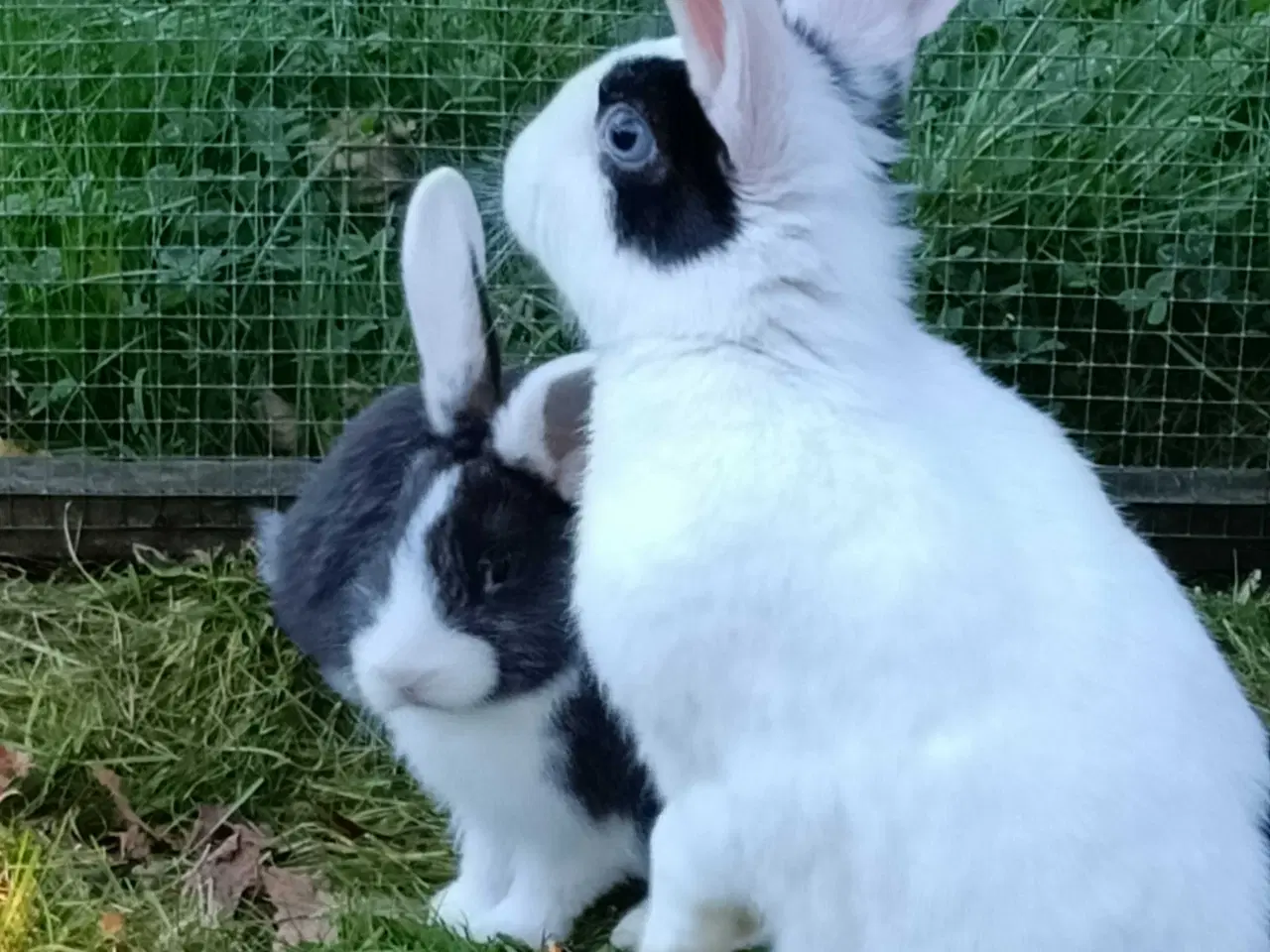 Billede 4 - Hvid Land/Hollænder kuld til salg.