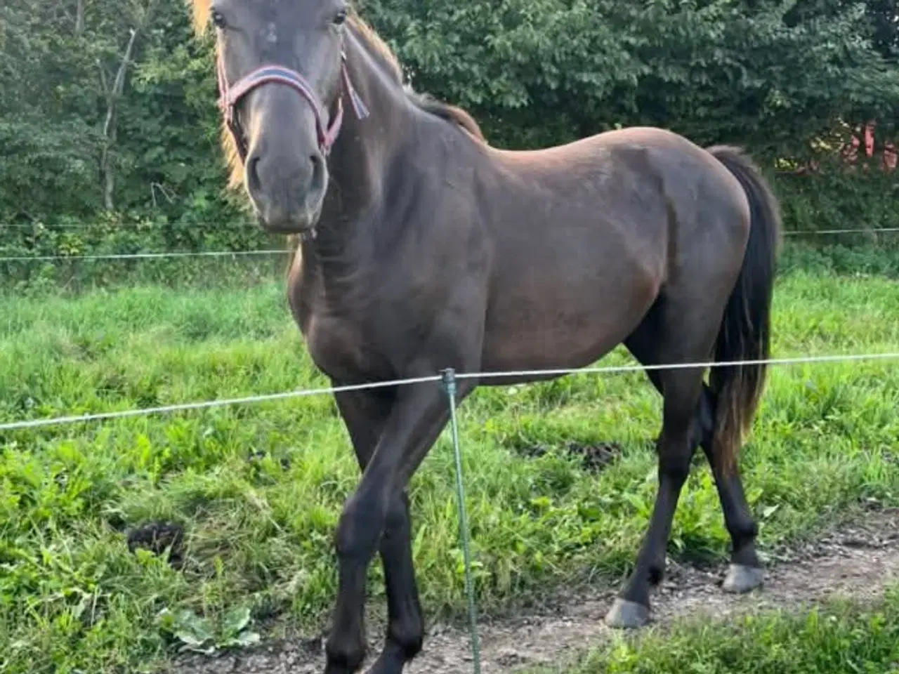Billede 2 - Oldenborg blanding 