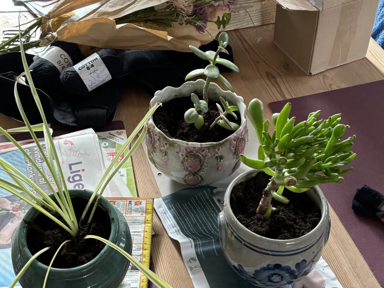 Billede 1 - Stueplanter m potter