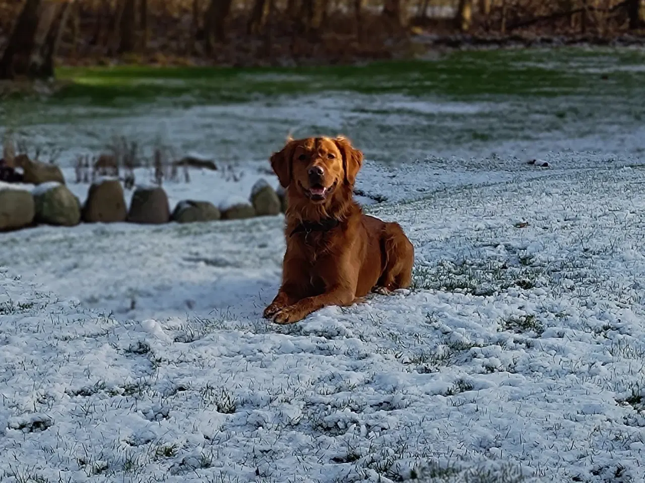 Billede 2 - Parring tilbydes. Gylden-mørk Golden Retriever