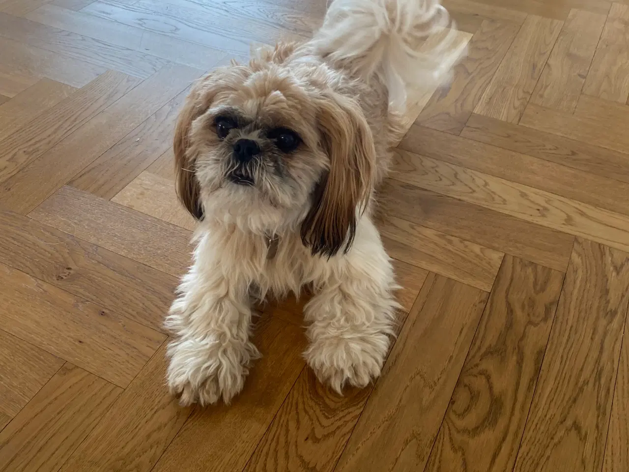 Billede 3 - Boomer (Shih Tzu / Malteser)