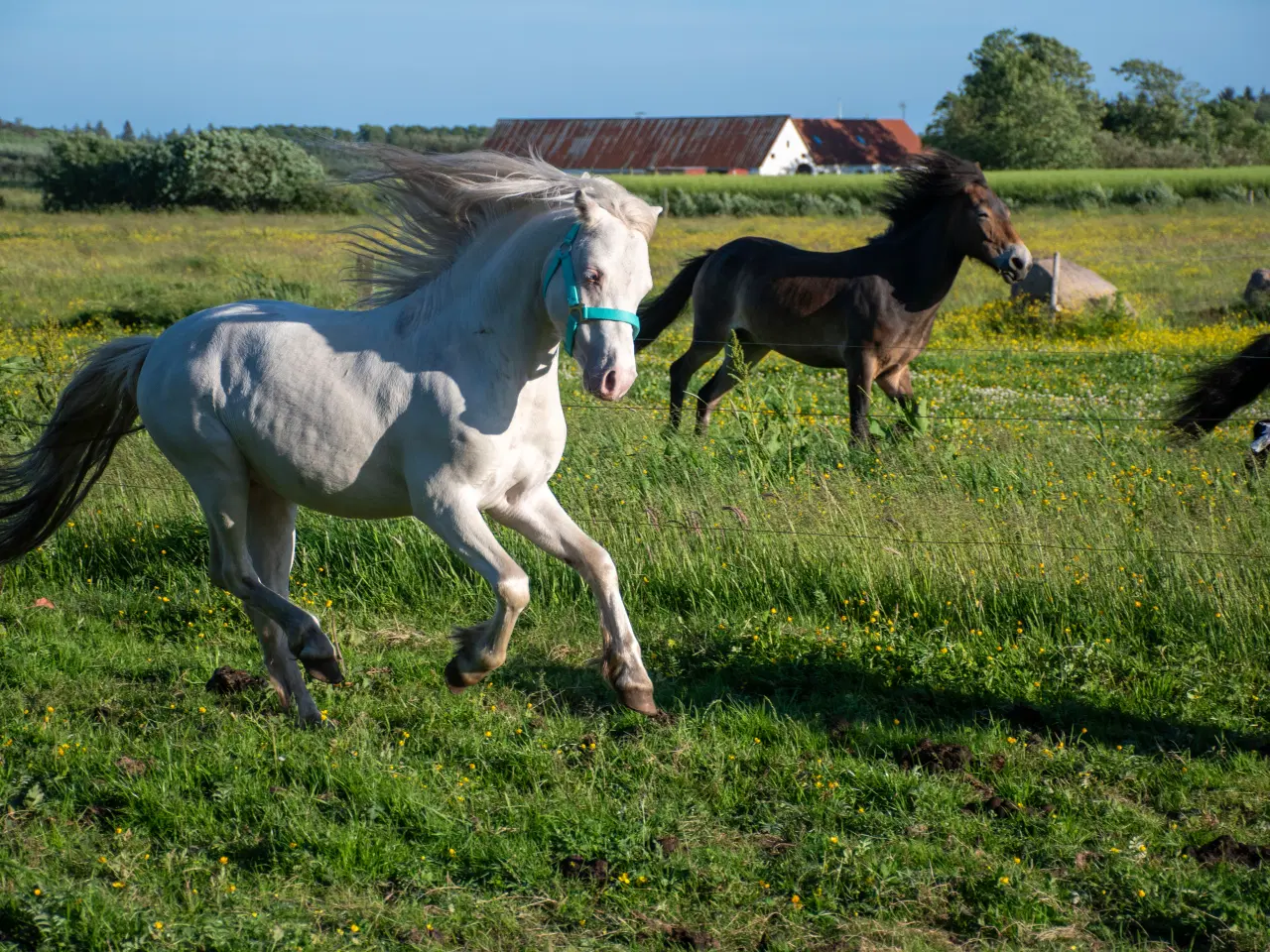 Billede 4 - Welsh hingst med licens