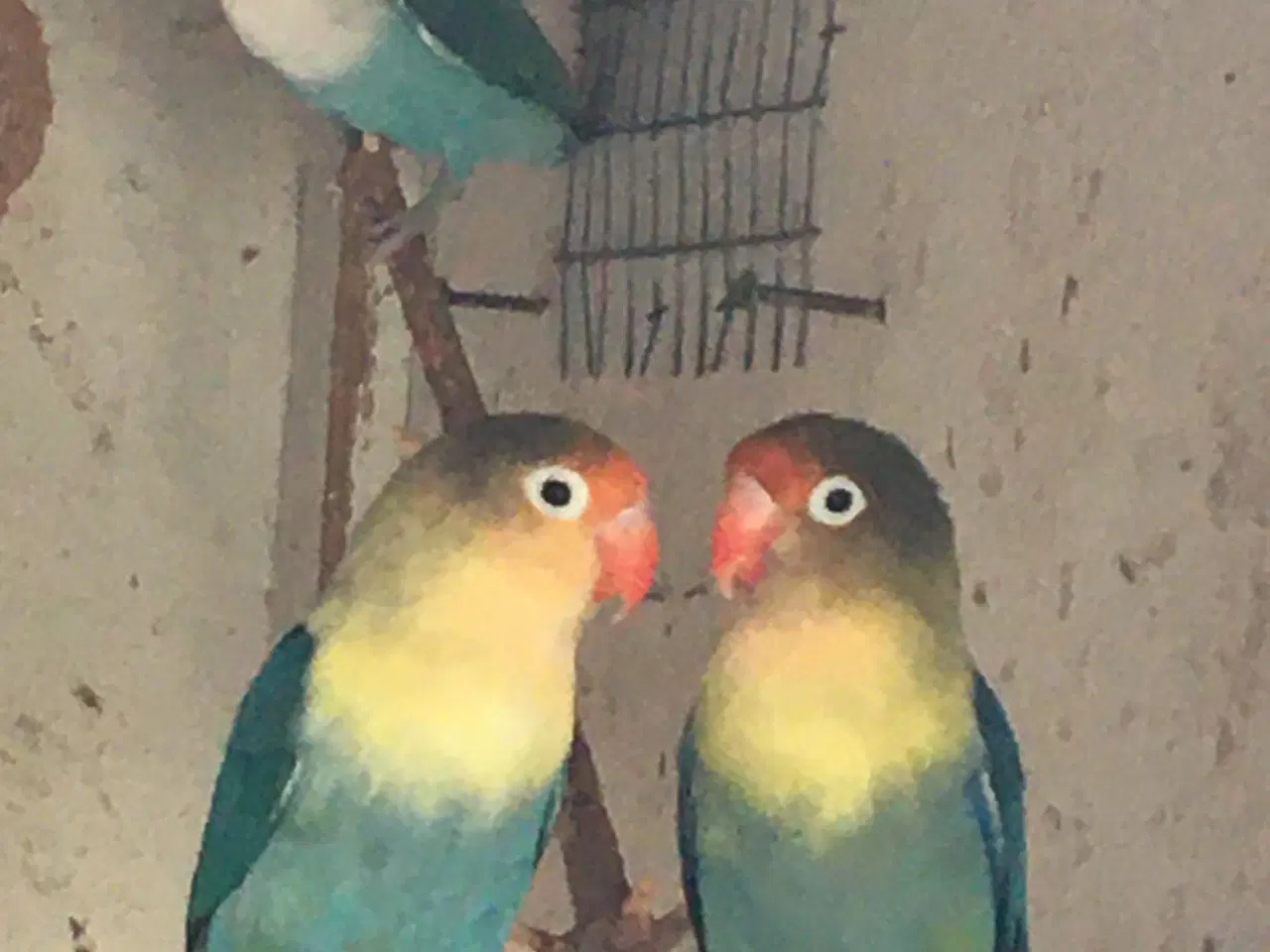 Billede 2 - Dværgpapegøjer
