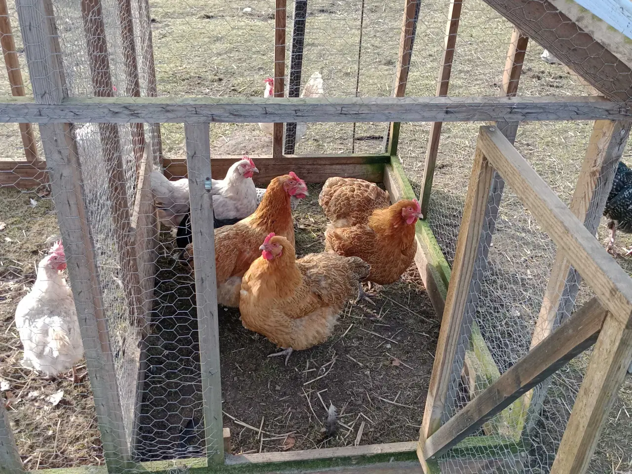 Billede 2 - Orpington krydsning 