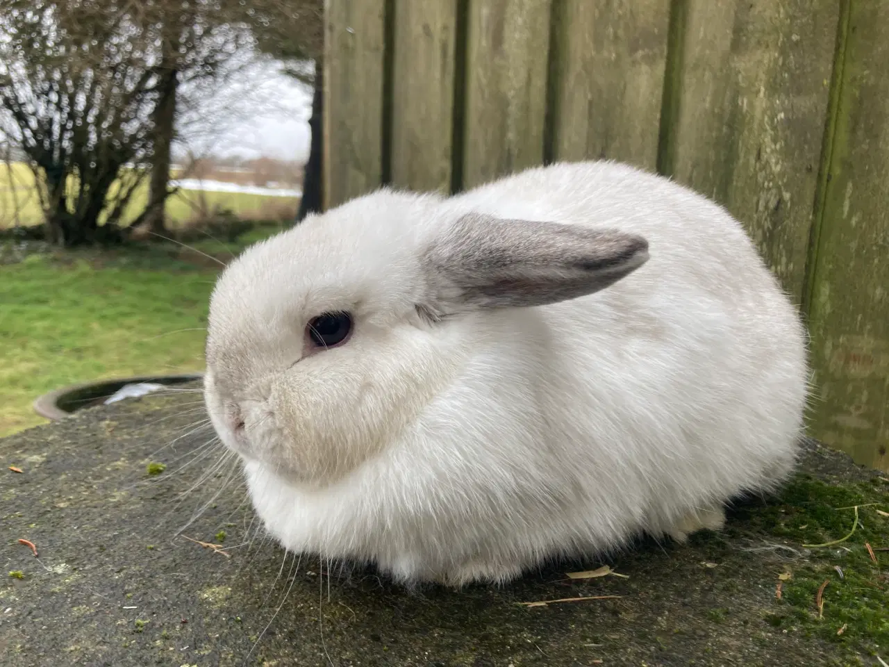 Billede 2 - Ægte Minilop Pige