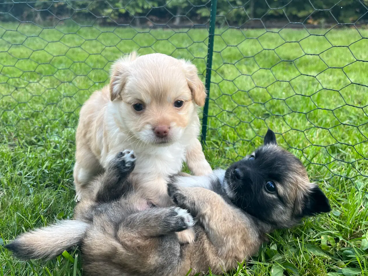 Billede 1 - Papillon/Chihuahua hvalpe søger familie