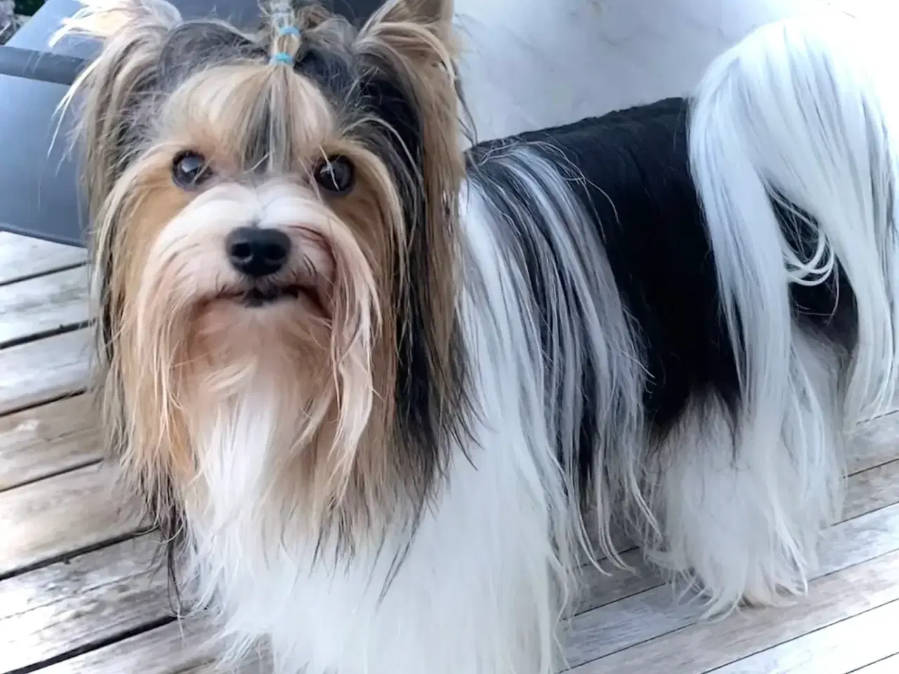 Billede 4 - Biewer til kærligt hjem - gerne pensionister