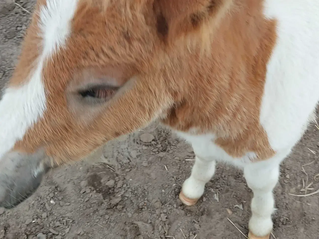 Billede 2 - Hingsteføl shetlænder/ 1/4 irish cob