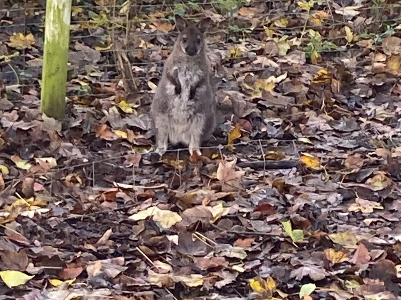 Billede 2 - Kænguru