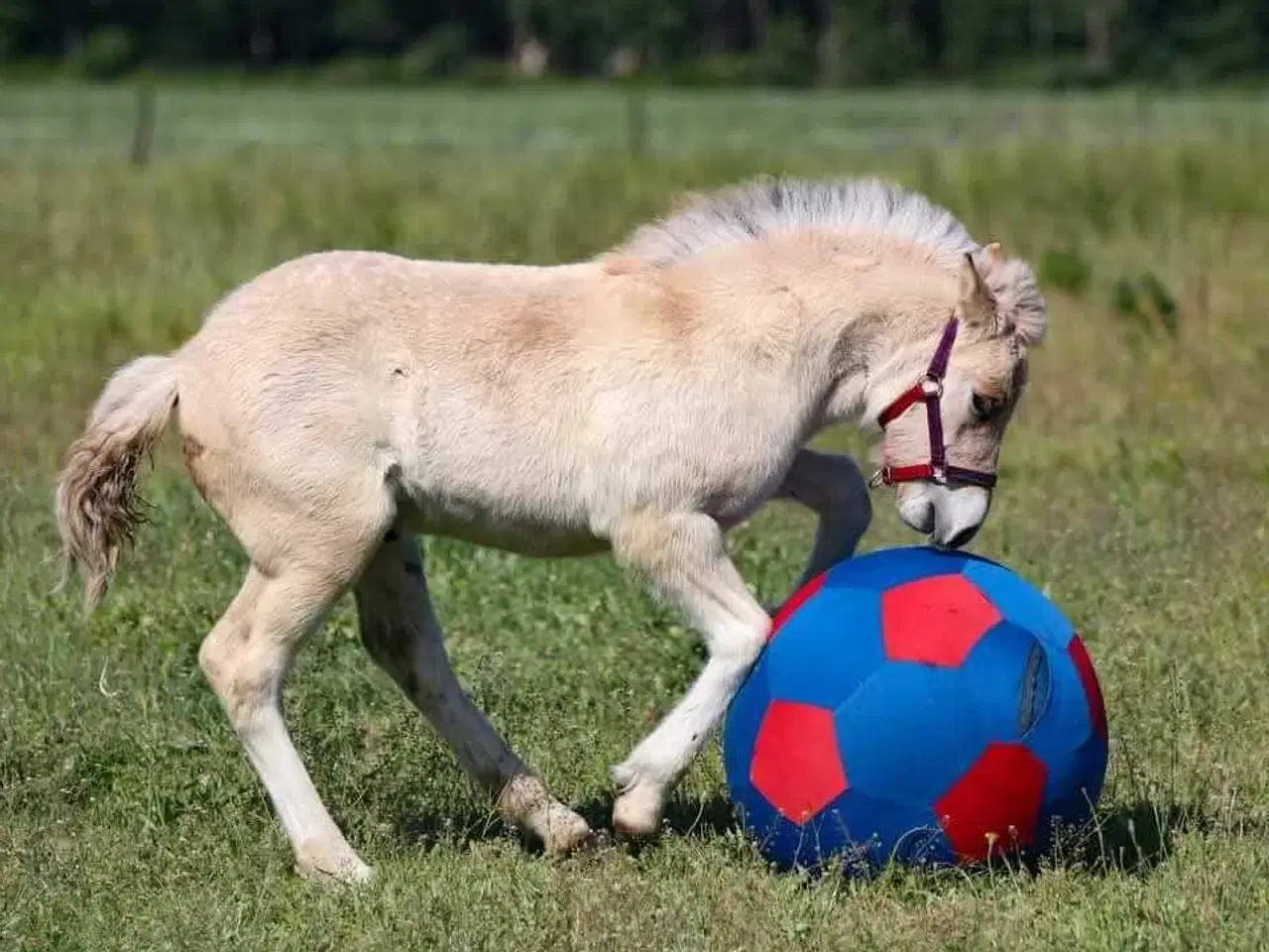 Billede 3 - Brunblakke Fjordhorse Stallion 2 years old