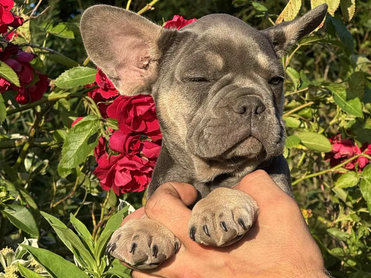 Billede 6 - Franske bulldog hvalpe
