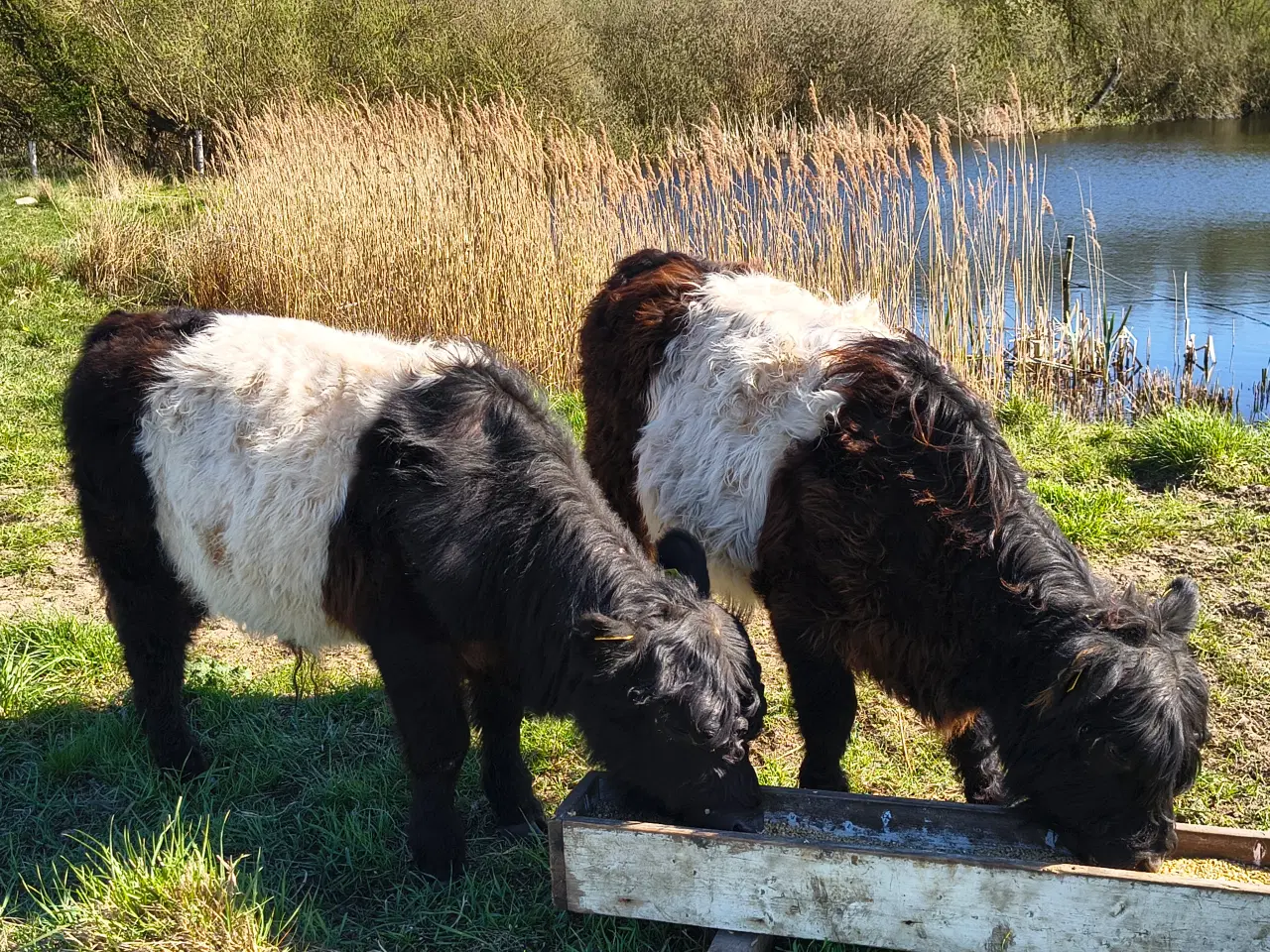 Billede 1 - Galloway tyrekalve, stamtavle, økologiske