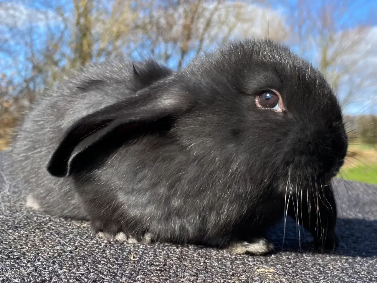 Billede 7 - FRANSK VÆDDER HUN SORT