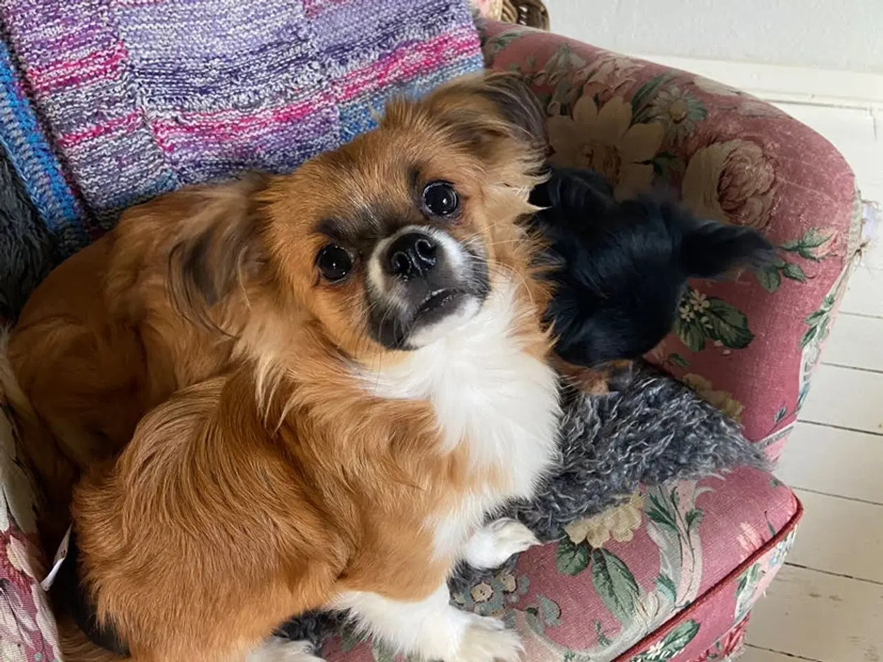 Billede 2 - Ung Hanhund