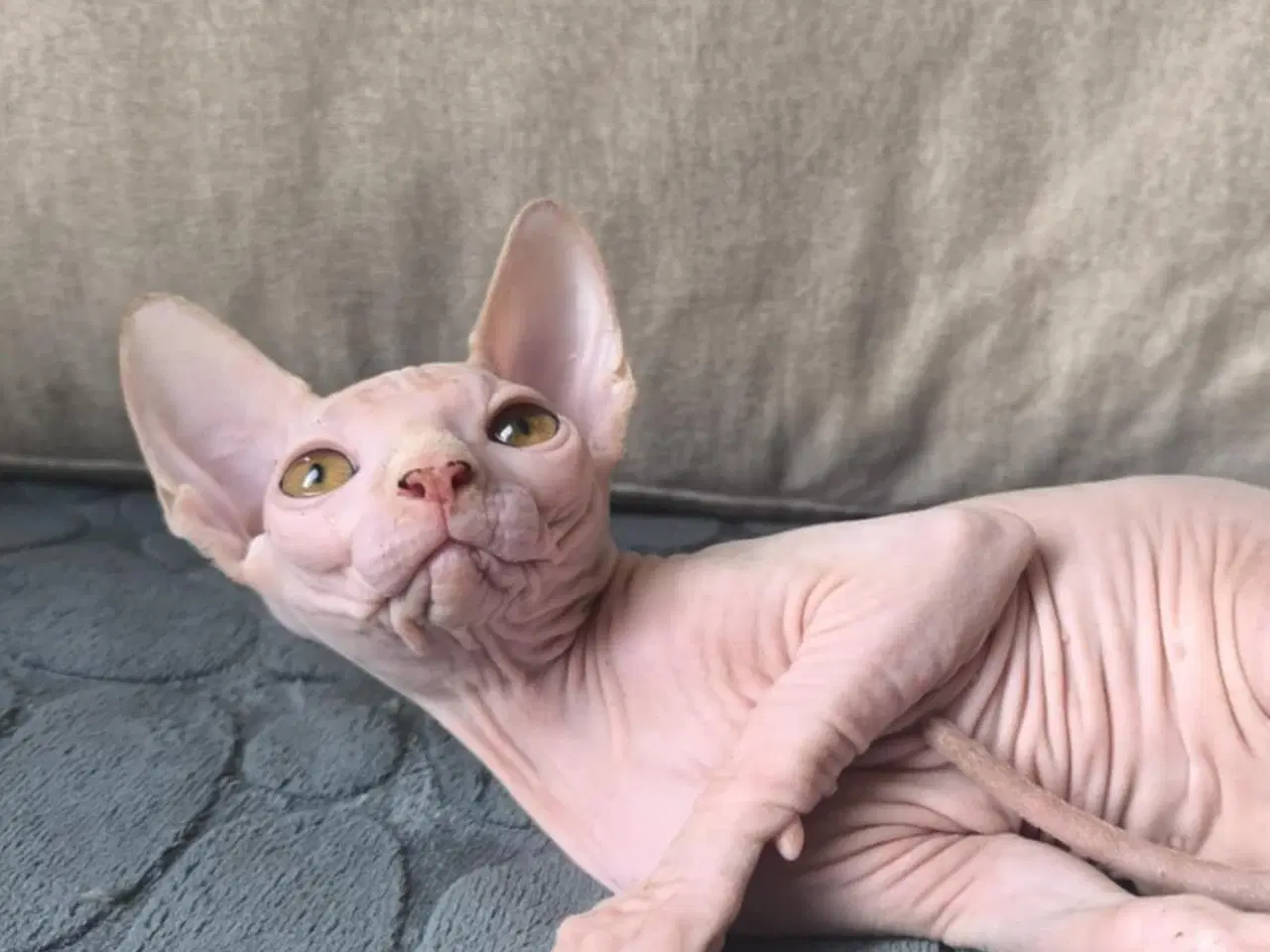Billede 4 - 3 af de Sødeste SPHYNX killinger