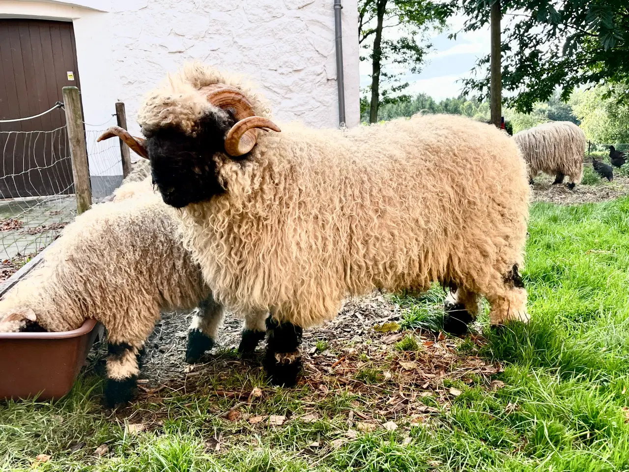 Billede 8 - Valais Blacknose 